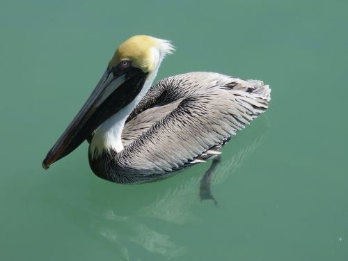 pelikan water bird nature