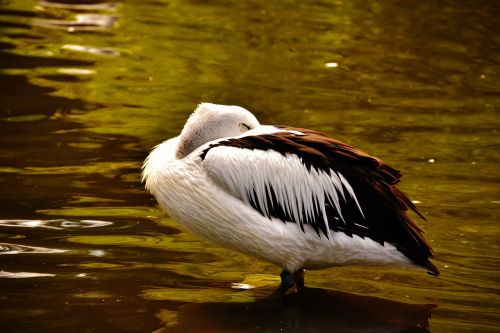 pelikan water bird