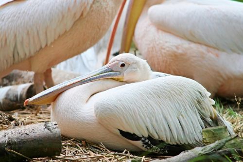 pelikan water bird pelecanus