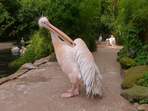 pelikan white pelican ruderfüßer dressing up