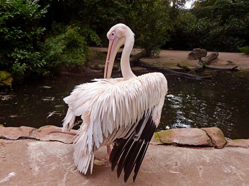 pelikan white pelican dressing up