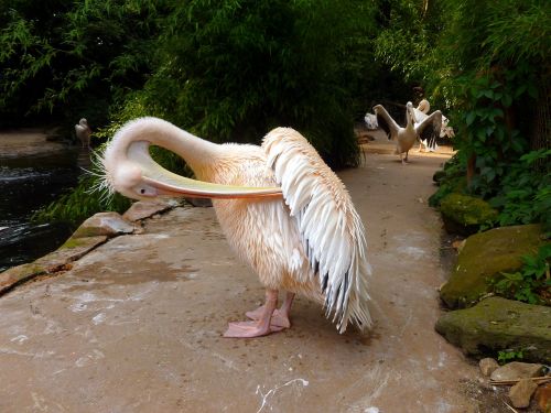 pelikan white pelican water bird