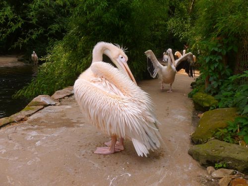 pelikan white pelican water bird