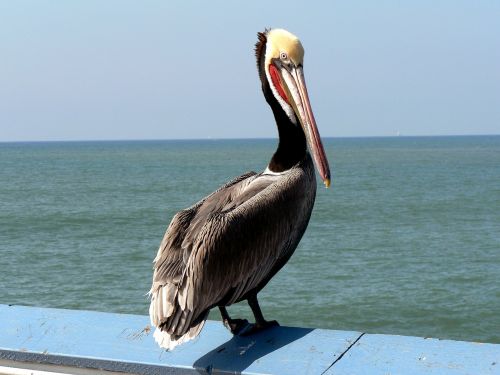 pelikan bird pacific