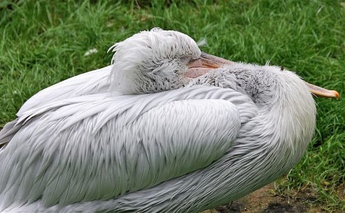 pelikan sleeping bird