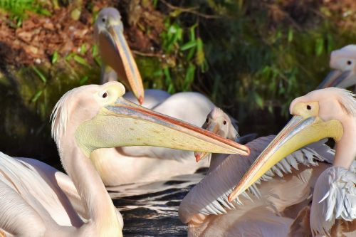 pelikan water bird pink pelican