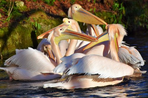 pelikan water bird pink pelican