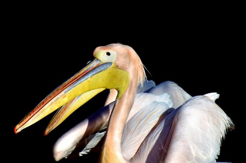 pelikan water bird pink pelican