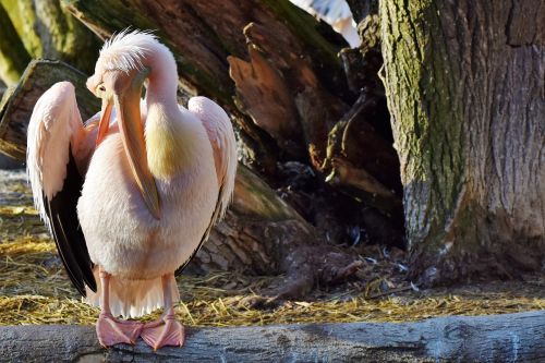 pelikan water bird pink pelican