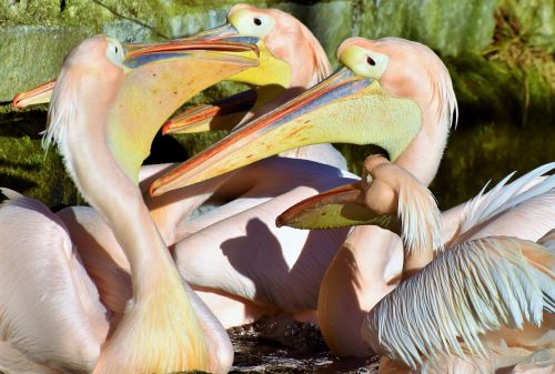 pelikan water bird pink pelican