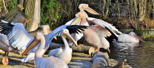 pelikan water bird pink pelican