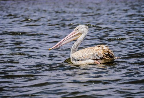 pelikan pink-backed pelican lake
