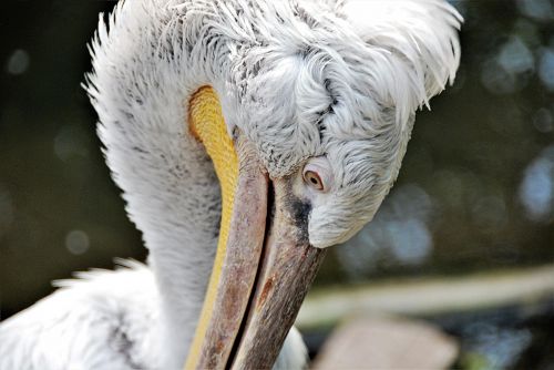 pelikan close feather