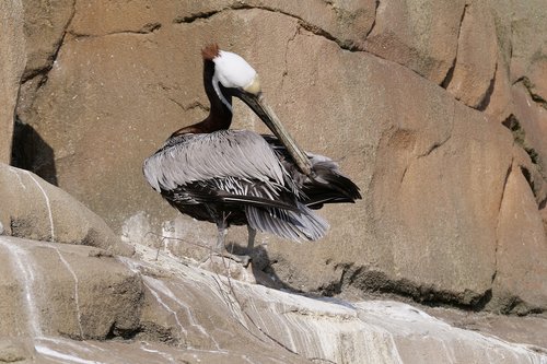 pelikan  sea pelican  meeresbewohner