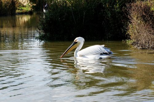 pelikan bird water bird