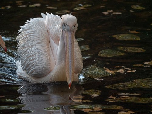 pelikan  africa  zoo