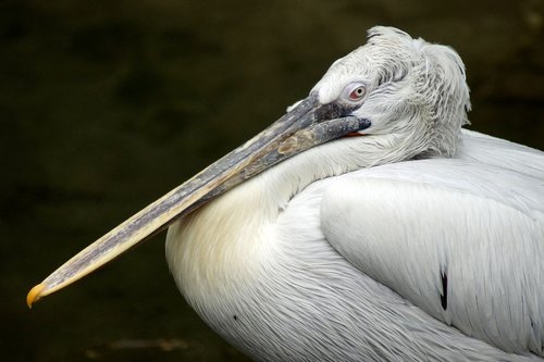 pelikan  bill  animal portrait