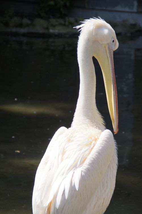 pelikan white bird