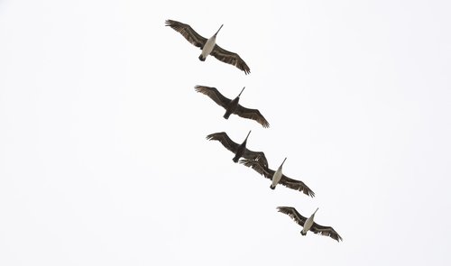 pelikan  flying  bird