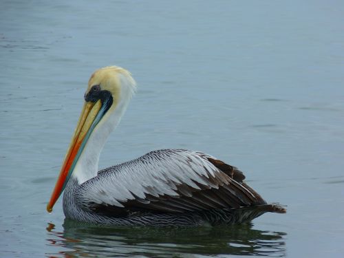 pelikan water bird