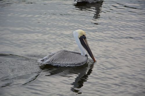 pelikan bird animal