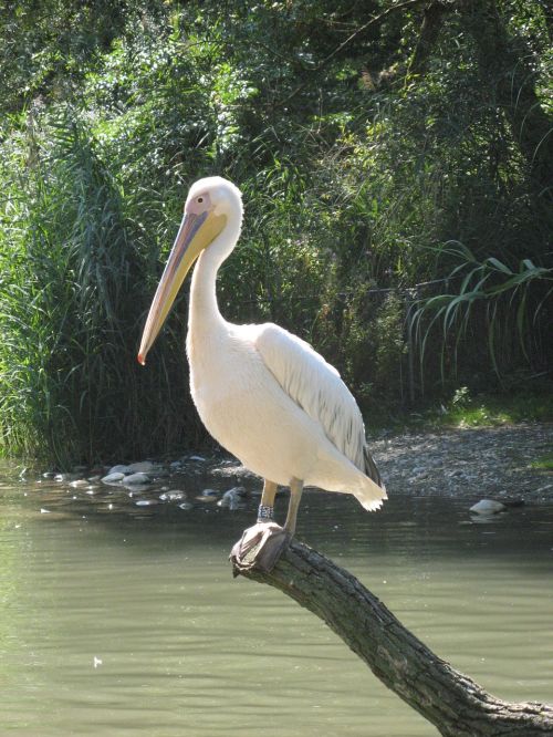 pelikan basel zoo