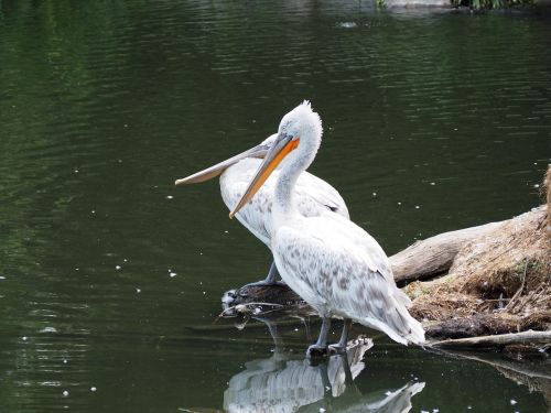 pelikan zoo water bird