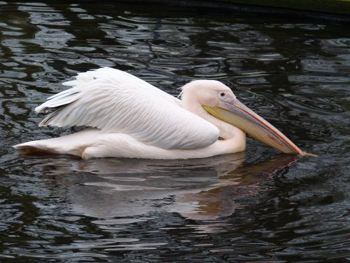 pelikan bird water bird