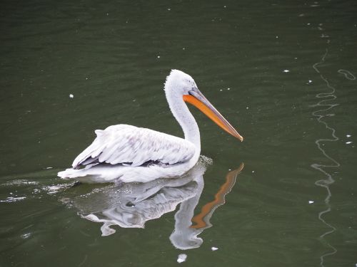 pelikan zoo water bird
