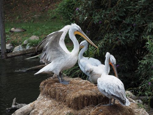 pelikan zoo water bird