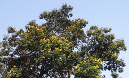 peltophorum pterocarpum copperpod tree