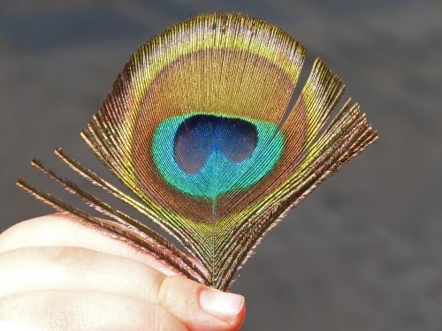 pen peacock detail