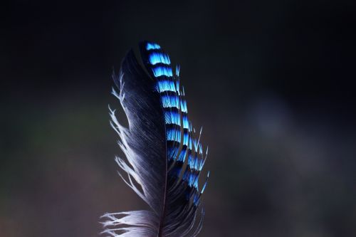 jay feather pen nature