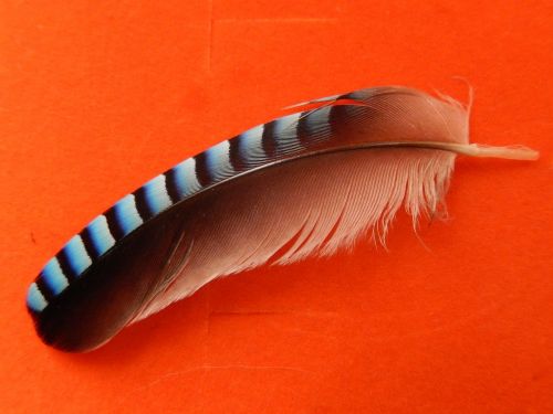 pen bird plumage