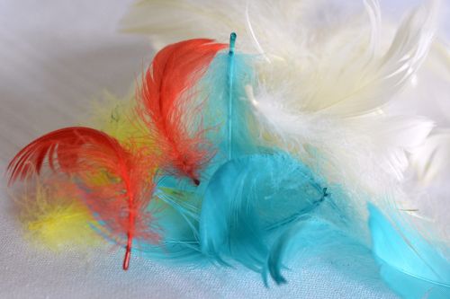 pen feathers colored feathers