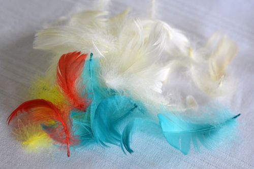 pen feathers colored feathers