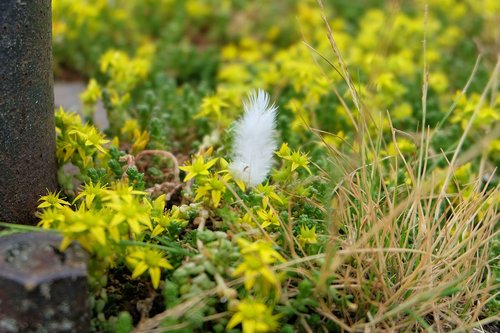 pen  saxifrage  flowers