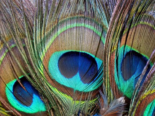 pen color plumage