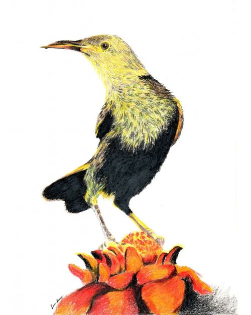 pencil illustration bird