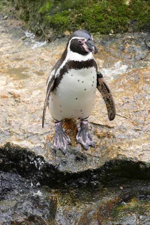penguin humboldt penguin bird