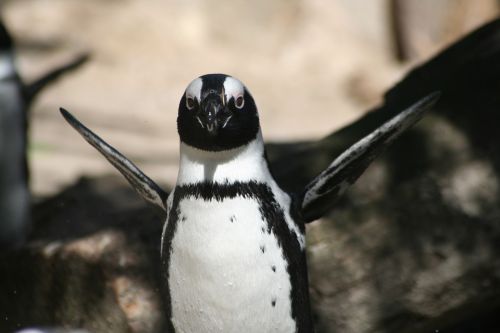 penguin poor fur