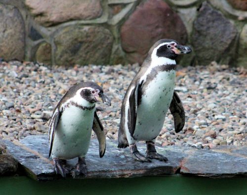 penguins zoo animal