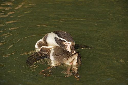 penguin water clean