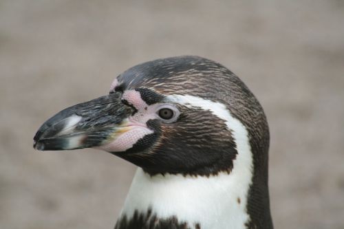 penguin head nature