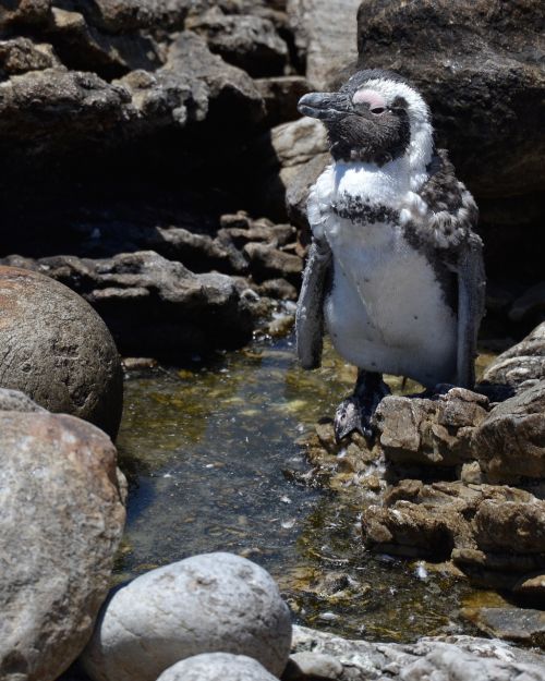 penguin south africa bettys bay