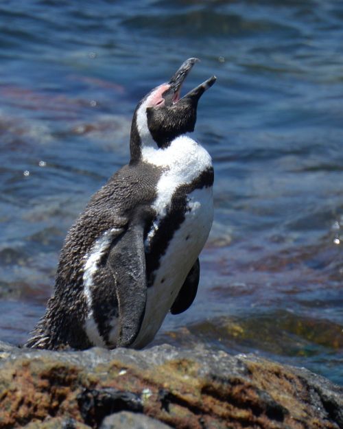 penguin south africa bettys bay