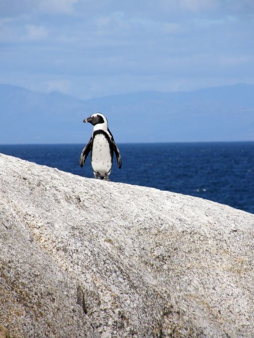 penguin cape town boulders beach