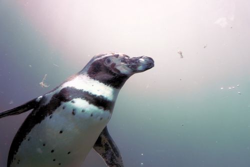 penguin water bird