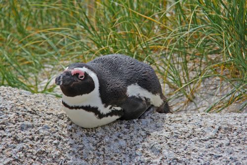 penguin cute cuddly
