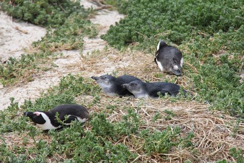 penguins cute cuddly